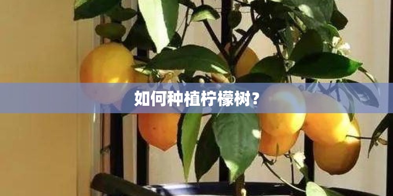 如何种植柠檬树？