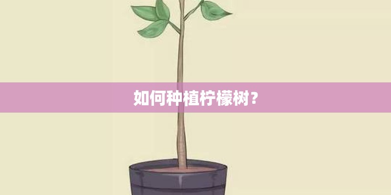 如何种植柠檬树？