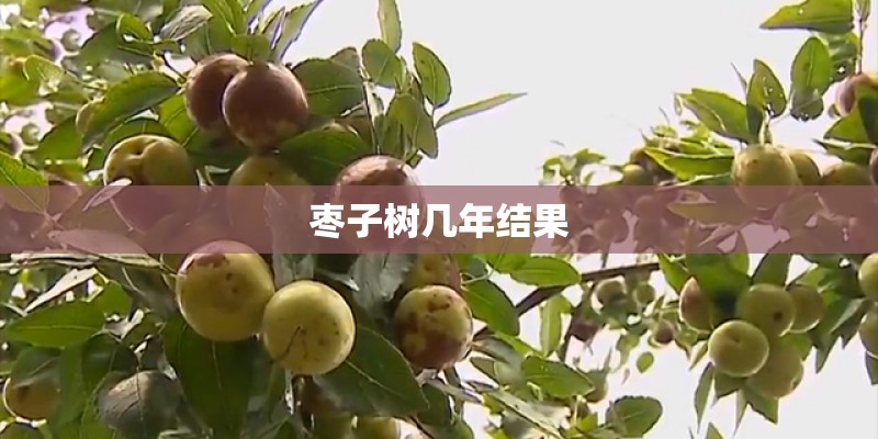 枣子树几年结果