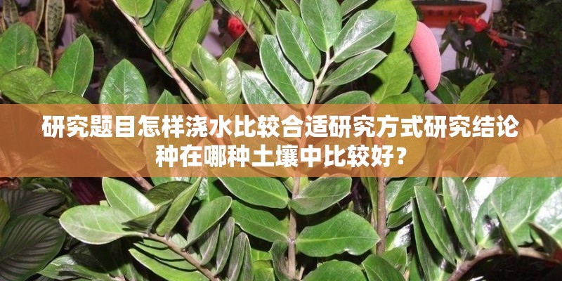 研究题目怎样浇水比较合适研究方式研究结论种在哪种土壤中比较好? 研究题目怎样浇水比较合适研究方式研究结论种在哪种土壤中比较好?