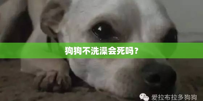 狗狗不洗澡会死吗？