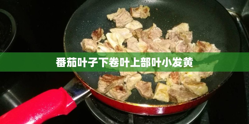 番茄叶子下卷叶上部叶小发黄