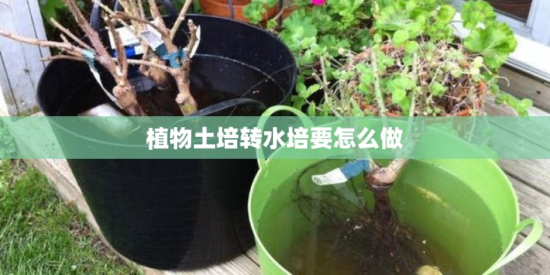 植物土培转水培要怎么做