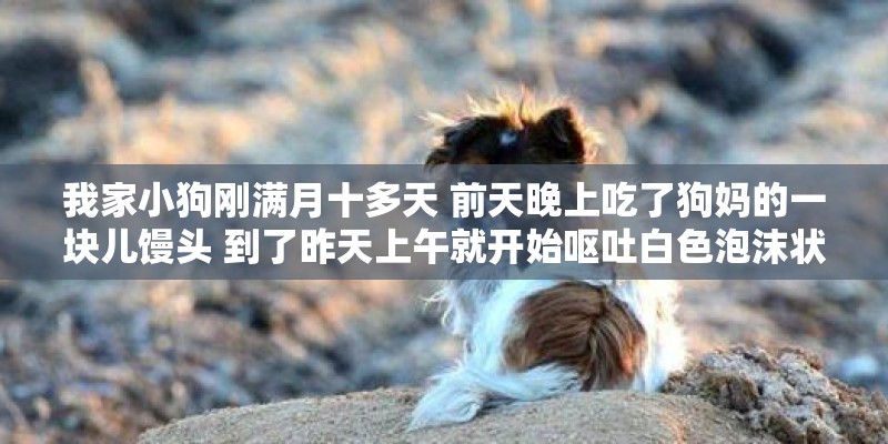 我家小狗刚满月十多天 前天晚上吃了狗妈的一块儿馒头 到了昨天上午就开始呕吐白色泡沫状的  还是间歇