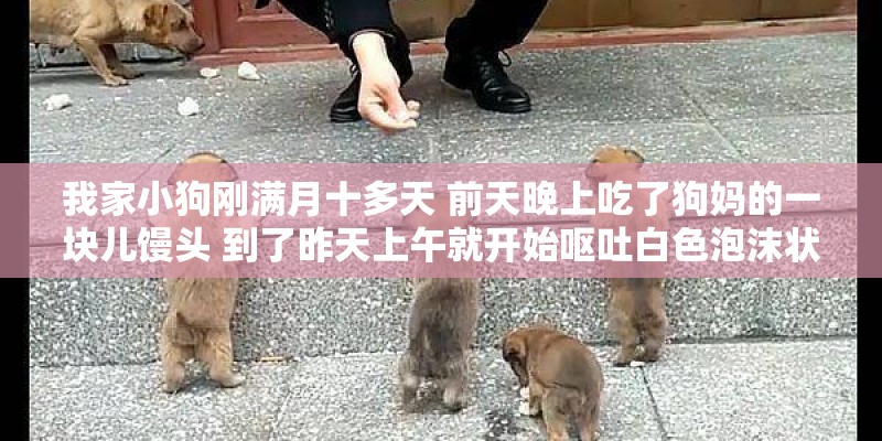 我家小狗刚满月十多天 前天晚上吃了狗妈的一块儿馒头 到了昨天上午就开始呕吐白色泡沫状的  还是间歇