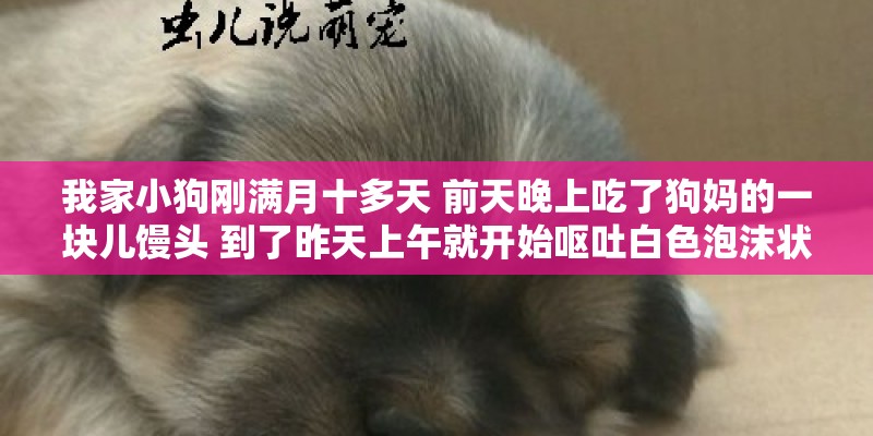 我家小狗刚满月十多天 前天晚上吃了狗妈的一块儿馒头 到了昨天上午就开始呕吐白色泡沫状的  还是间歇