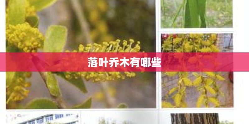 落叶乔木有哪些