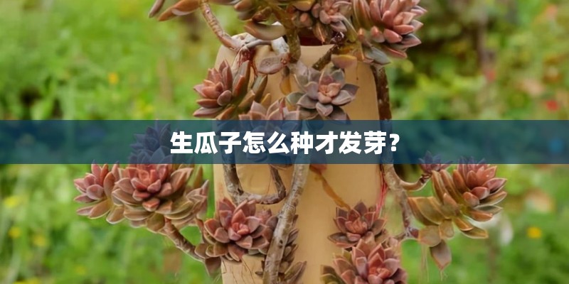 生瓜子怎么种才发芽？