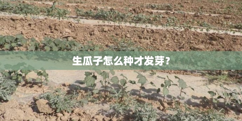 生瓜子怎么种才发芽？