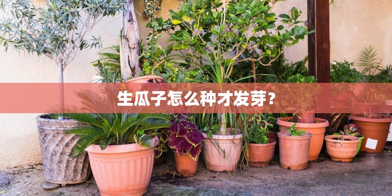 生瓜子怎么种才发芽？
