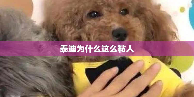 泰迪为什么这么粘人