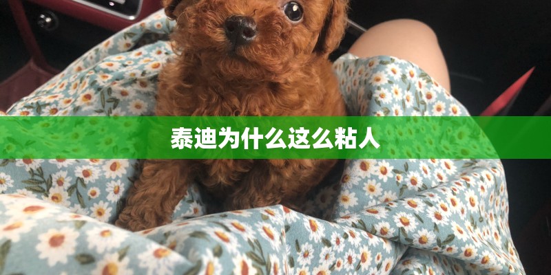 泰迪为什么这么粘人