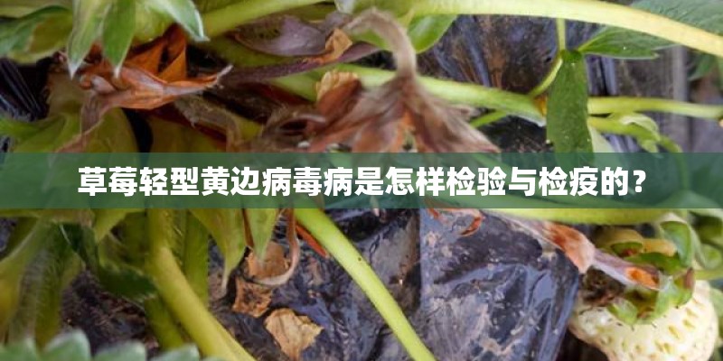 草莓轻型黄边病毒病是怎样检验与检疫的？