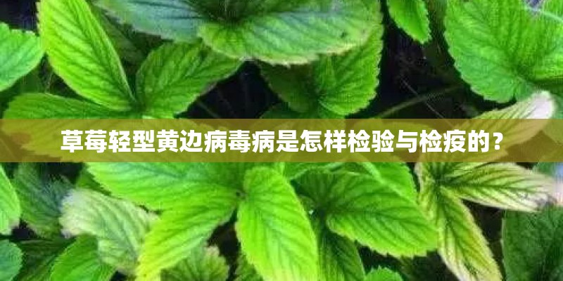 草莓轻型黄边病毒病是怎样检验与检疫的？