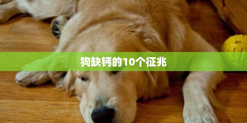 狗缺钙的10个征兆