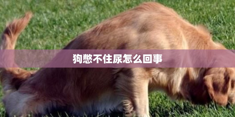 狗憋不住尿怎么回事