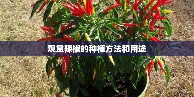 观赏辣椒的种植方法和用途