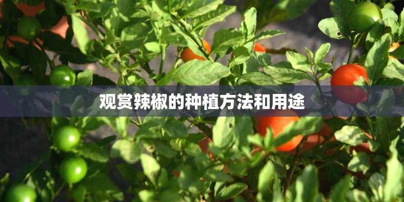 观赏辣椒的种植方法和用途