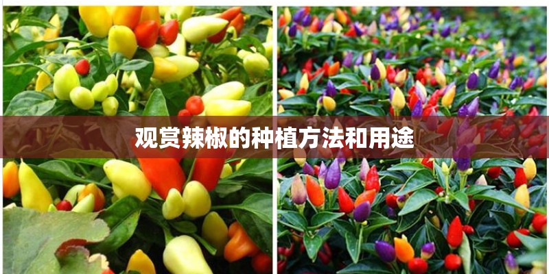 观赏辣椒的种植方法和用途