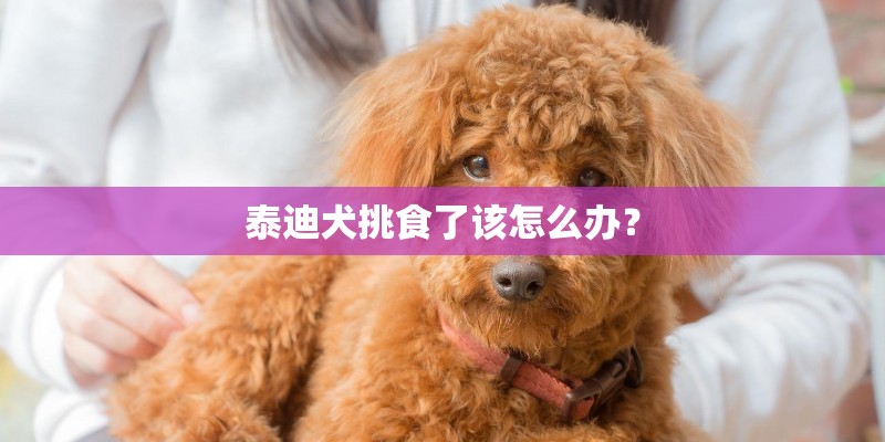 泰迪犬挑食了该怎么办？