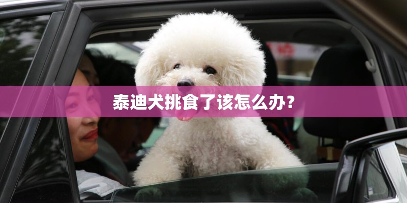 泰迪犬挑食了该怎么办？
