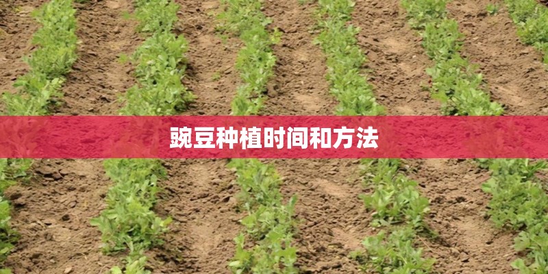 豌豆种植时间和方法