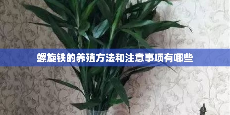 螺旋铁的养殖方法和注意事项有哪些