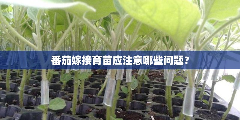 番茄嫁接育苗应注意哪些问题？