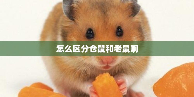 怎么区分仓鼠和老鼠啊