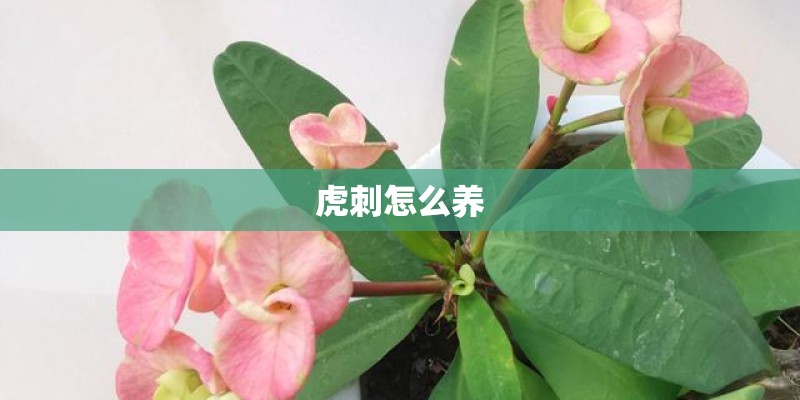 虎刺怎么养