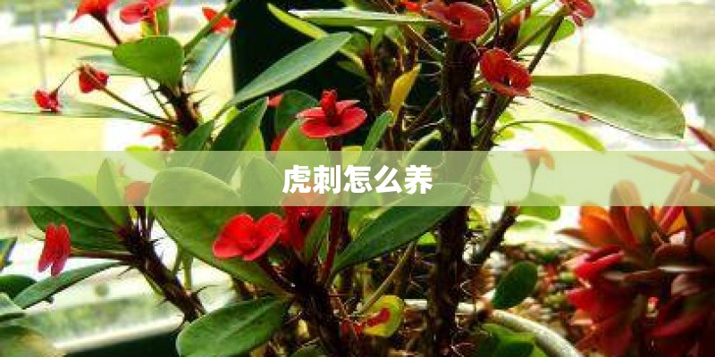虎刺怎么养