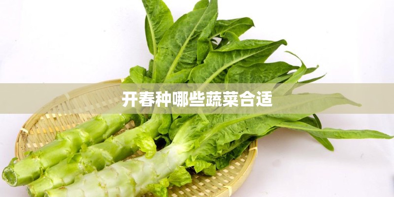 开春种哪些蔬菜合适