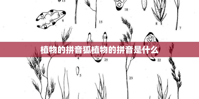 植物的拼音狐植物的拼音是什么 植物的拼音狐植物的拼音是什么