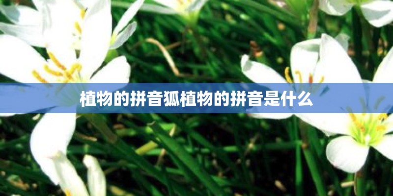 植物的拼音狐植物的拼音是什么 植物的拼音狐植物的拼音是什么