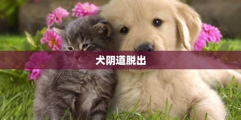 犬阴道脱出