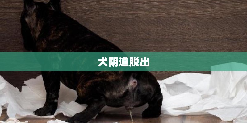 犬阴道脱出