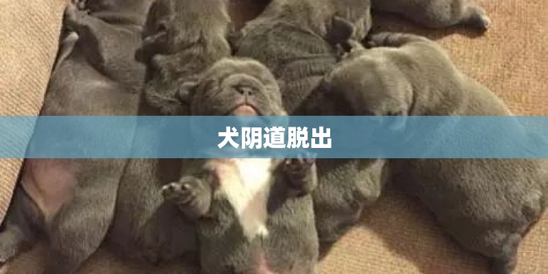 犬阴道脱出
