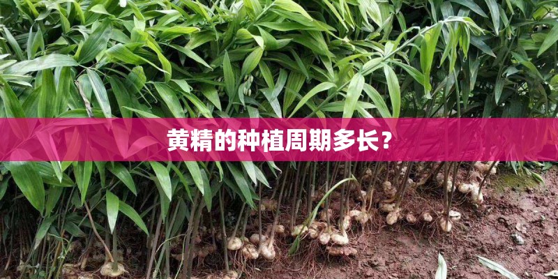 黄精的种植周期多长? 黄精的种植周期多长?
