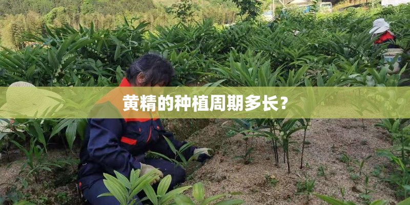 黄精的种植周期多长? 黄精的种植周期多长?