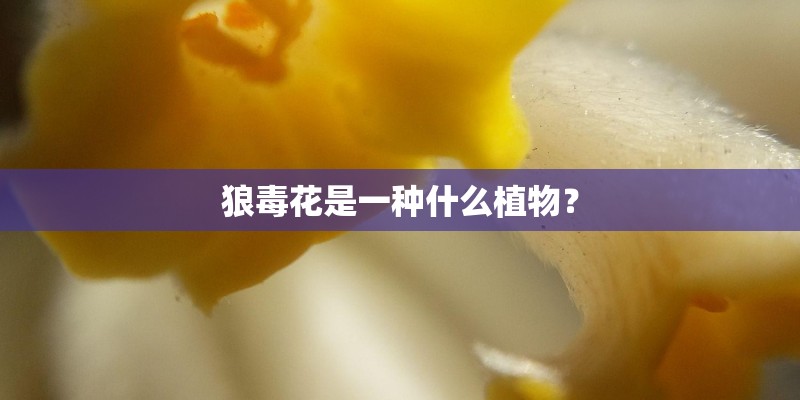 狼毒花是一种什么植物？