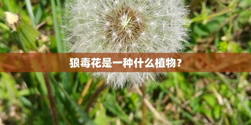 狼毒花是一种什么植物？