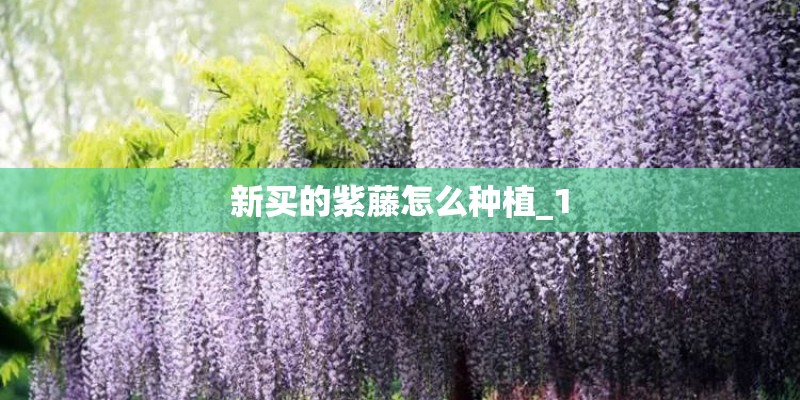 新买的紫藤怎么种植_1