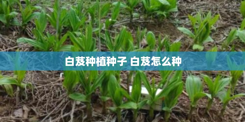 白芨种植种子 白芨怎么种
