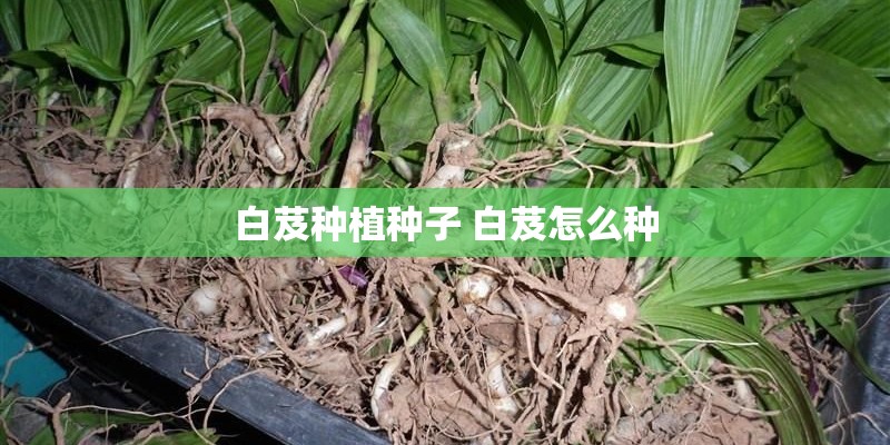 白芨种植种子 白芨怎么种