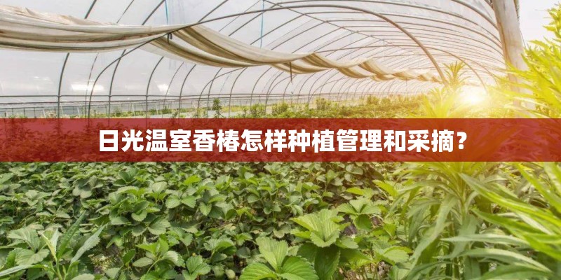 日光温室香椿怎样种植管理和采摘? 日光温室香椿怎样种植管理和采摘?