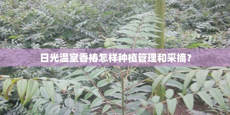 日光温室香椿怎样种植管理和采摘? 日光温室香椿怎样种植管理和采摘?