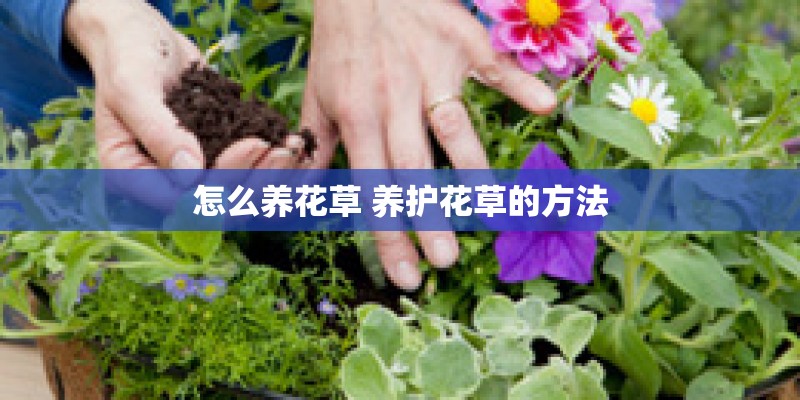 怎么养花草 养护花草的方法
