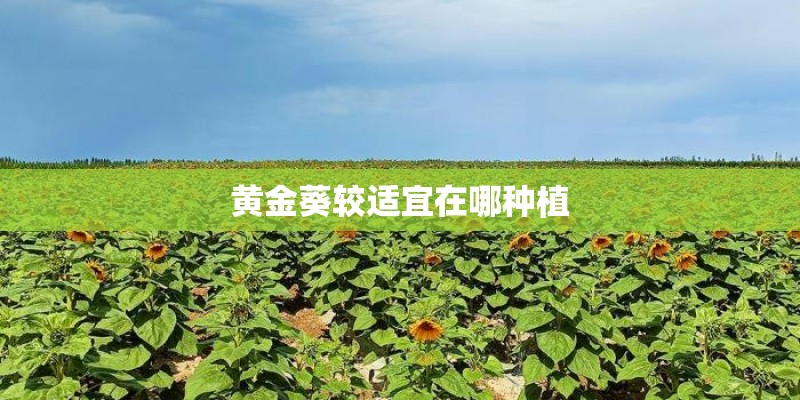 黄金葵较适宜在哪种植