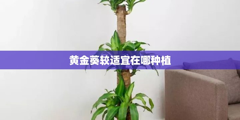 黄金葵较适宜在哪种植
