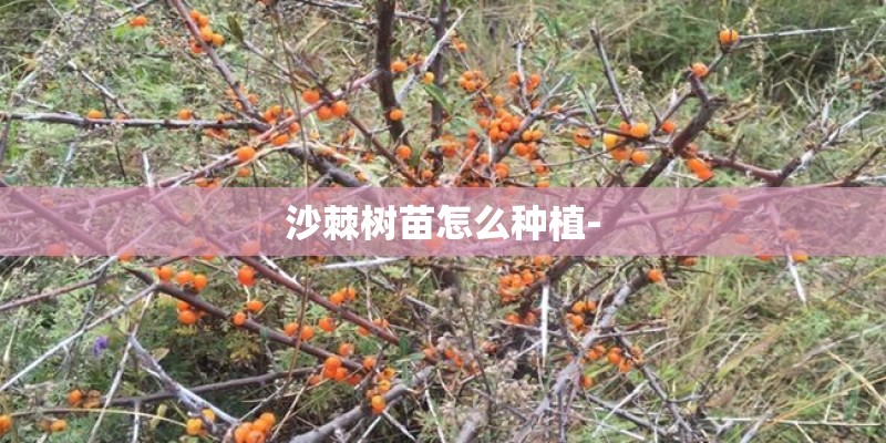 沙棘树苗怎么种植-